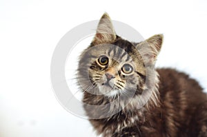 Cute Cats and Kittens Portrait Cats and Kittens Portrait Photos