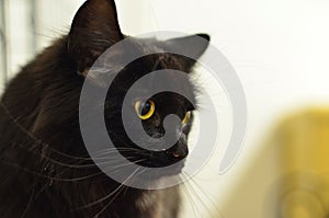 Cute Cats and Kittens Portrait Photosute Cats and Kittens Portrait Photos