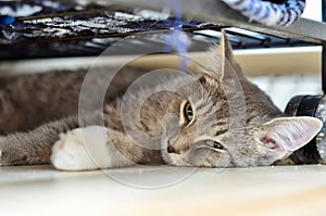 Cute Cats and Kittens Portrait Photosute Cats and Kittens Portrait Photos