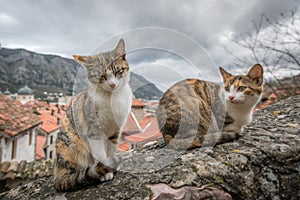 Cute cats of Kotor