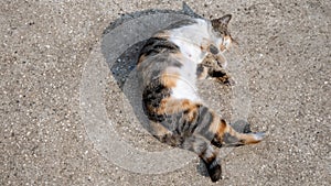 Cute cats laze during the day.