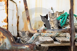 Cute Cats on Old Wooden Pallet and Worn Navy Ropes