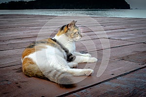 Cute cats resting on the wooden floor on the beach