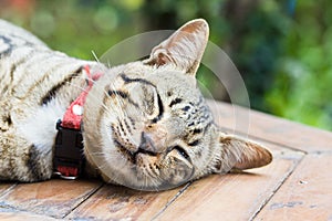 Cute cats are sleeping comfortably. photo