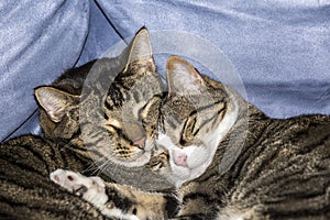 Cute cats sleeping on a sofa