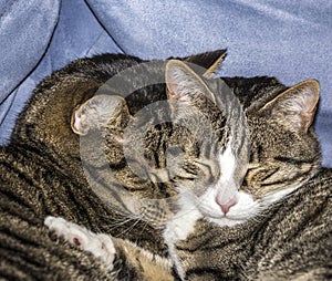 Cute cats sleeping on a sofa