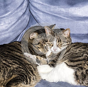 Cute cats sleeping on a sofa