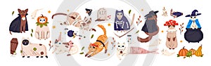 Cute cats in spooky Halloween costumes set. Funny and creepy feline animals in hats for autumn holiday of dead. Scary