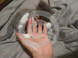 cute catty eating fingers