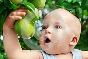 Cute caucasian baby boy picking up fresh ripe green pear from tree in orchard in bright sunny day. Funny child biting delicious