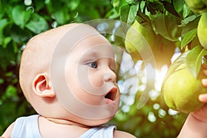 Cute caucasian baby boy picking up fresh ripe green pear from tree in orchard in bright sunny day. Funny child looking at