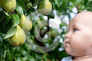 Cute caucasian baby boy picking up fresh ripe green pear from tree in orchard in bright sunny day. Funny child looking at