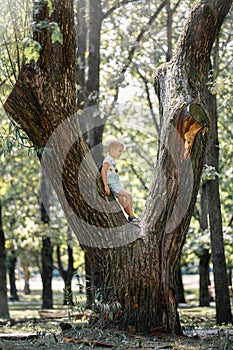 Portrait of a little boy standing in a big tree in a city park
