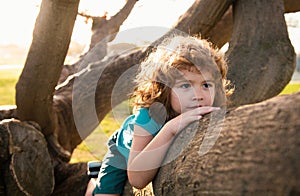 Cute caucasian kid boy happily lying in a tree hugging a big branch. Child climbing a tree.