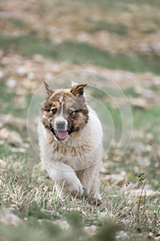 Cute Caucasian Owtscharka puppy running towards camera at 400mm