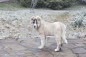 Cute Caucasian shepherd puppy. Caucasian shepherd dog is 4 month