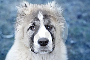 Cute Caucasian shepherd puppy. Caucasian shepherd dog is 4 month
