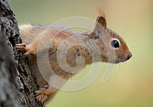 Cute Caucasian squirrel in profile