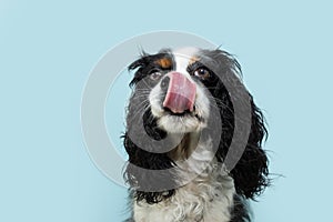 Cute cavalier charles king spaniel dog licking its lips with tongue. Isolated on blue pastel background