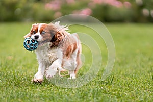 Cute cavalier king charles spaniel dog playing with toy ball on green grass