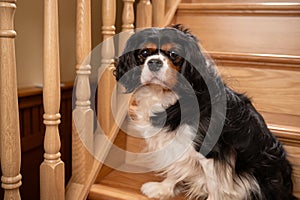 Cute Cavalier King Charles spaniel dog,posing on the stairs