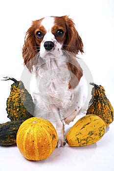 Cute cavalier king charles spaniel dog puppy on isolated white studio background. Dog puppy with pumpkins pumpkin