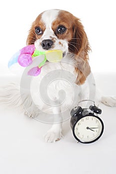 Cute cavalier king charles spaniel dog puppy on isolated white studio background. Dog puppy with sof toy. Play time.