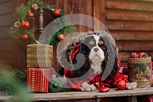 Cute cavalier king charles spaniel dog in red coat celebrating christmas at cozy country house