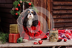 Cute cavalier king charles spaniel dog in red coat celebrating christmas at cozy country house