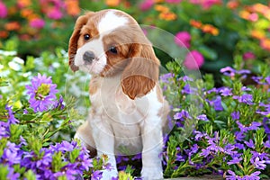 Cute Cavalier King Charles Spaniel Puppy