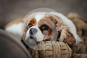 Cute Cavalier King Charles spaniel puppy dog