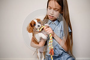 Cute Cavalier King Charles Spaniel puppy plays with his owner girl, bites soft rope, tries to take it away, indoors