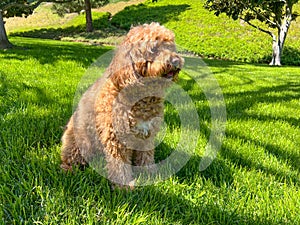 Cute Cavapoo Dog in a Park
