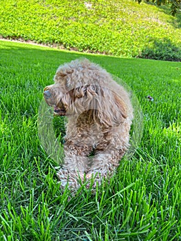 Cute Cavapoo Dog in a Park