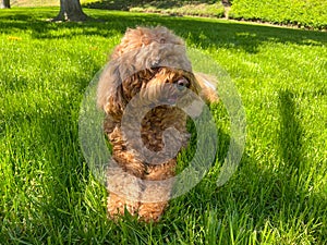 Cute Cavapoo Dog in a Park