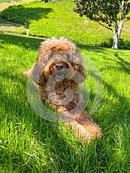 Cute Cavapoo Dog in a Park