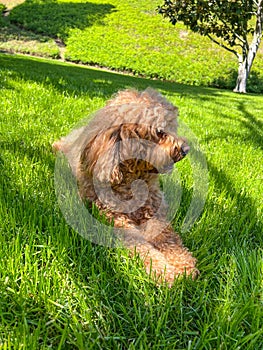 Cute Cavapoo Dog in a Park