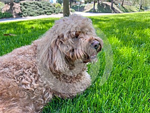 Cute Cavapoo Dog in a Park