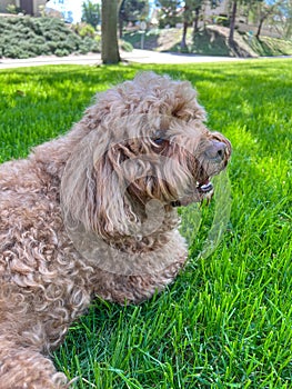 Cute Cavapoo Dog in a Park