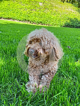Cute Cavapoo Dog in a Park