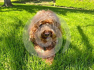 Cute Cavapoo Dog in a Park