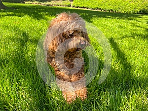 Cute Cavapoo Dog in a Park