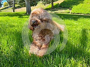 Cute Cavapoo Dog in a Park