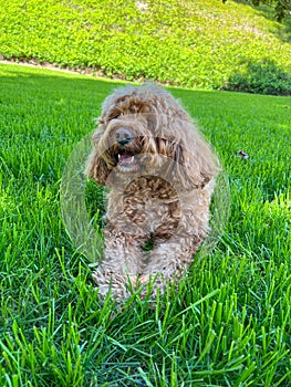 Cute Cavapoo Dog in a Park