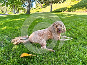 Cute Cavapoo Dog in a Park