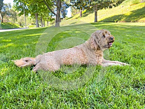 Cute Cavapoo Dog in a Park