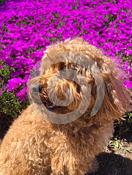 Cute Cavapoo Dog in a Park next to a background of flower