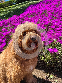 Cute Cavapoo Dog in a Park next to a background of flower