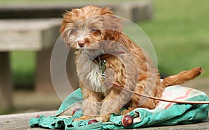 A cute Cavapoo puppy.