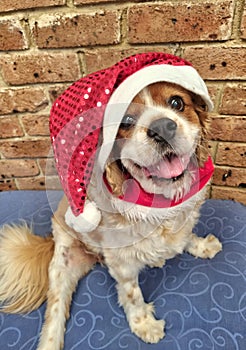 Cute cavoodle in Christmas hat photo